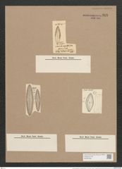 Navicula palpebralis var. angulosa (Greg.) V.H. (de-Toni-Nr.: Genus 1, Species 409) Zeichnungen Sammlung Grunow Nr. 916 (NHMW-BOT-W0367392)